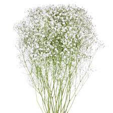 Baby Breath and Greens