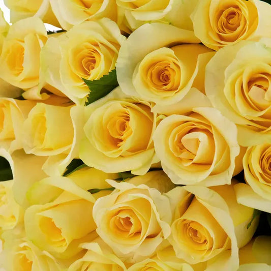 A minimalist Brighton Yellow Roses arrangement, featuring fresh yellow roses in a simple, modern design that celebrates joy, friendship, and new beginnings.