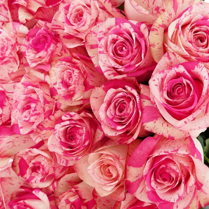 A minimalist Magic Times Roses arrangement featuring two-toned coral and creamy white roses, beautifully arranged in a simple, modern style to highlight their natural elegance.

