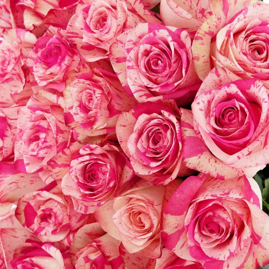 A minimalist Magic Times Roses arrangement featuring two-toned coral and creamy white roses, beautifully arranged in a simple, modern style to highlight their natural elegance.

