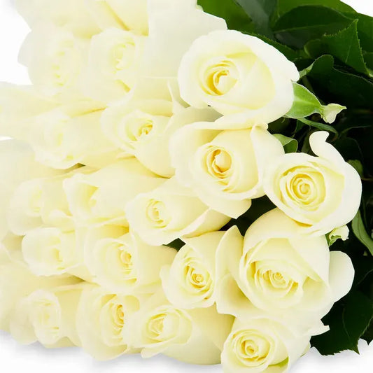 A minimalist Mondial White Roses arrangement, featuring large, pristine white roses arranged simply and elegantly to highlight their purity and natural beauty. 
