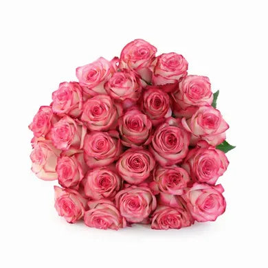 A minimalist Paloma Roses arrangement featuring soft, creamy peach and pink roses, elegantly arranged in a simple design to highlight their natural beauty and grace. 