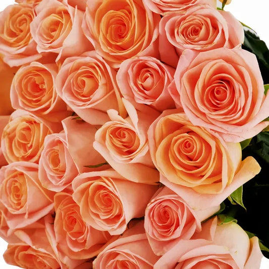 A minimalist Peachy Roses arrangement featuring soft, creamy peach-colored roses, elegantly arranged in a simple, modern style that highlights their natural beauty and warmth. 
