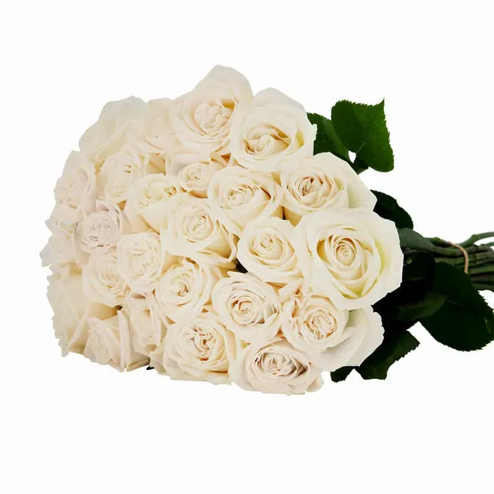 A minimalist Playa Blanca Roses arrangement featuring pure white roses, elegantly arranged in a simple, modern style that emphasizes their soft, timeless beauty. 