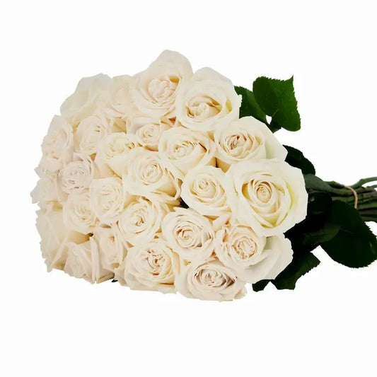 A minimalist Playa Blanca Roses arrangement featuring pure white roses, elegantly arranged in a simple, modern style that emphasizes their soft, timeless beauty. 